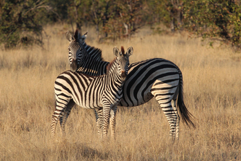Nehimba Lodge: Zebras
