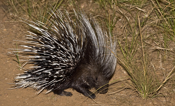 Ntemwa Busanga Bushcamp Ntemwa Busanga Bushcamp: Stachelschwein