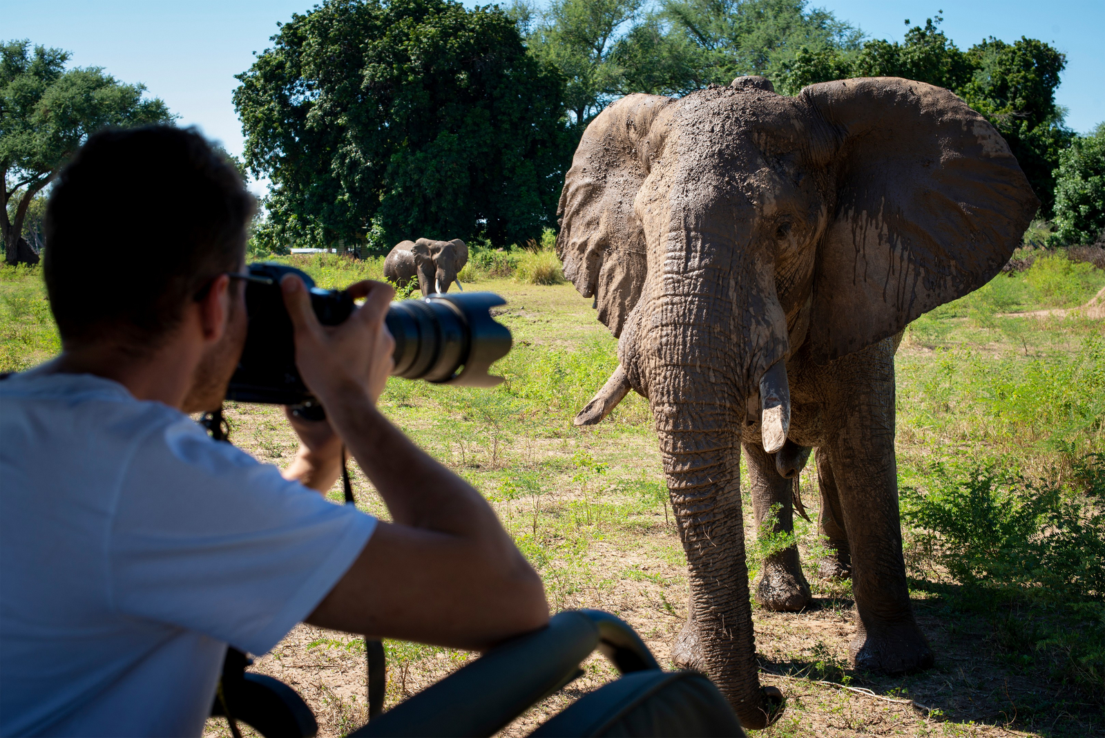 Nyamatusi Camp Nyamatusi Camp: Elefant frontal