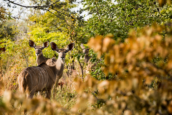 Okavango Explorers Camp Okavango Explorers Camp: Kudus