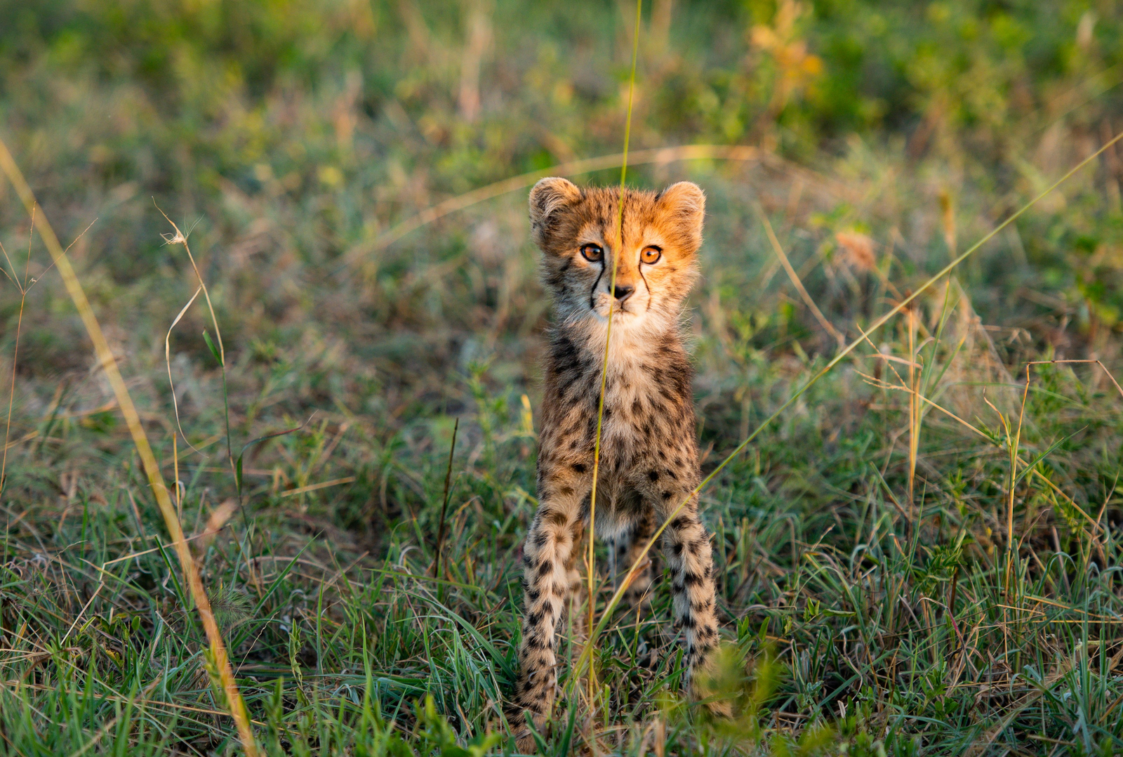 Olkeri Camp Olkeri Camp: Cheetah Cub