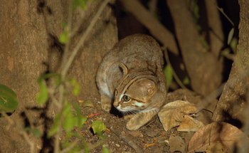 Pench Tree Lodge Pench Tree Lodge: Dschungelkatze