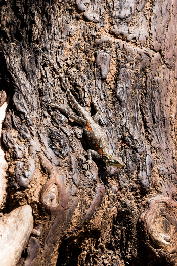 Saruni Samburu: Agame