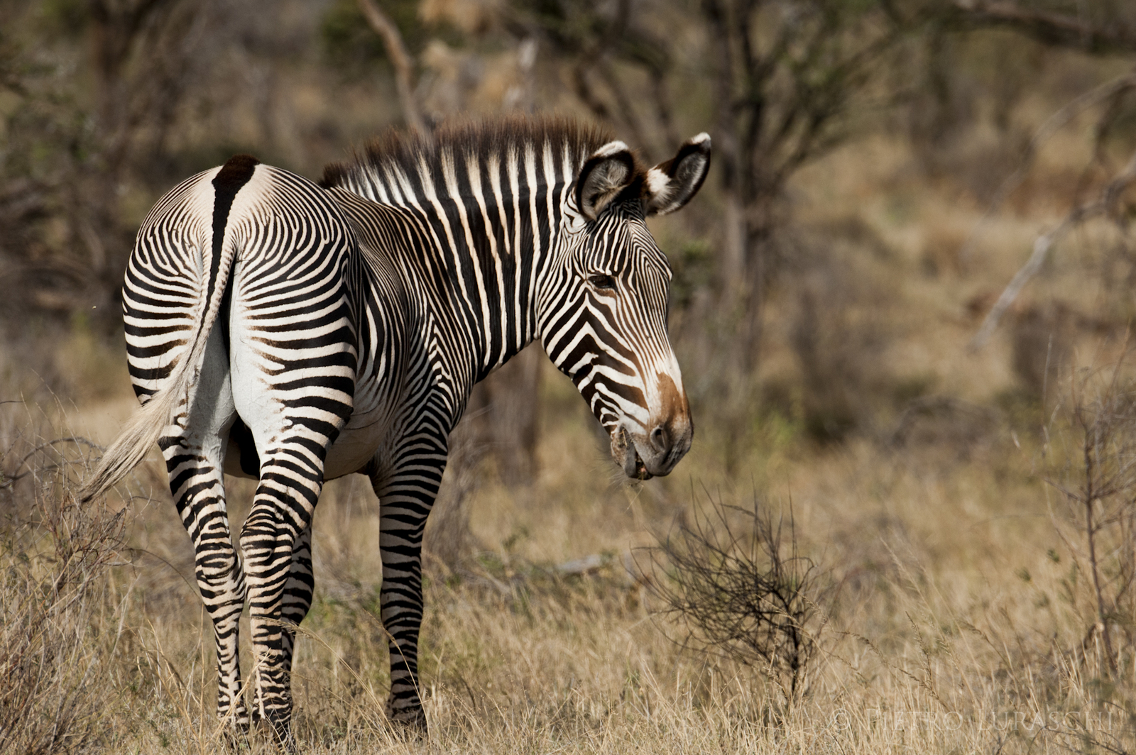 Saruni Samburu Saruni Samburu: Grevy Zebra