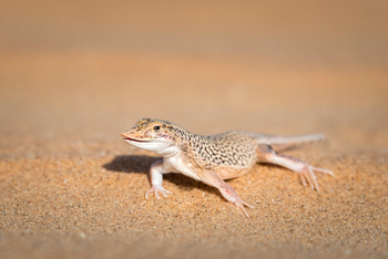 Serra Cafema Serra Cafema: Uma scoparia