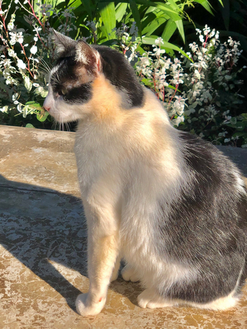 Shametu River Lodge: Resident Cat