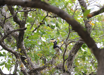 Shergarh Tented Camp: Malabar pied hornbill