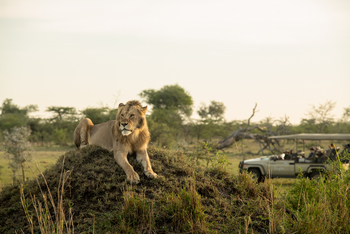 Sinigita Grumeti Game Reserve: Löwe auf Termitenhügel