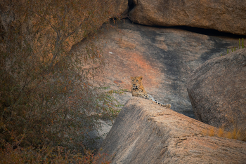 Sujan Jawai: Leopard in felsiger Umgebung