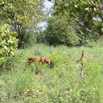 The Wildflower Resort The Wildflower Resort: Tiger