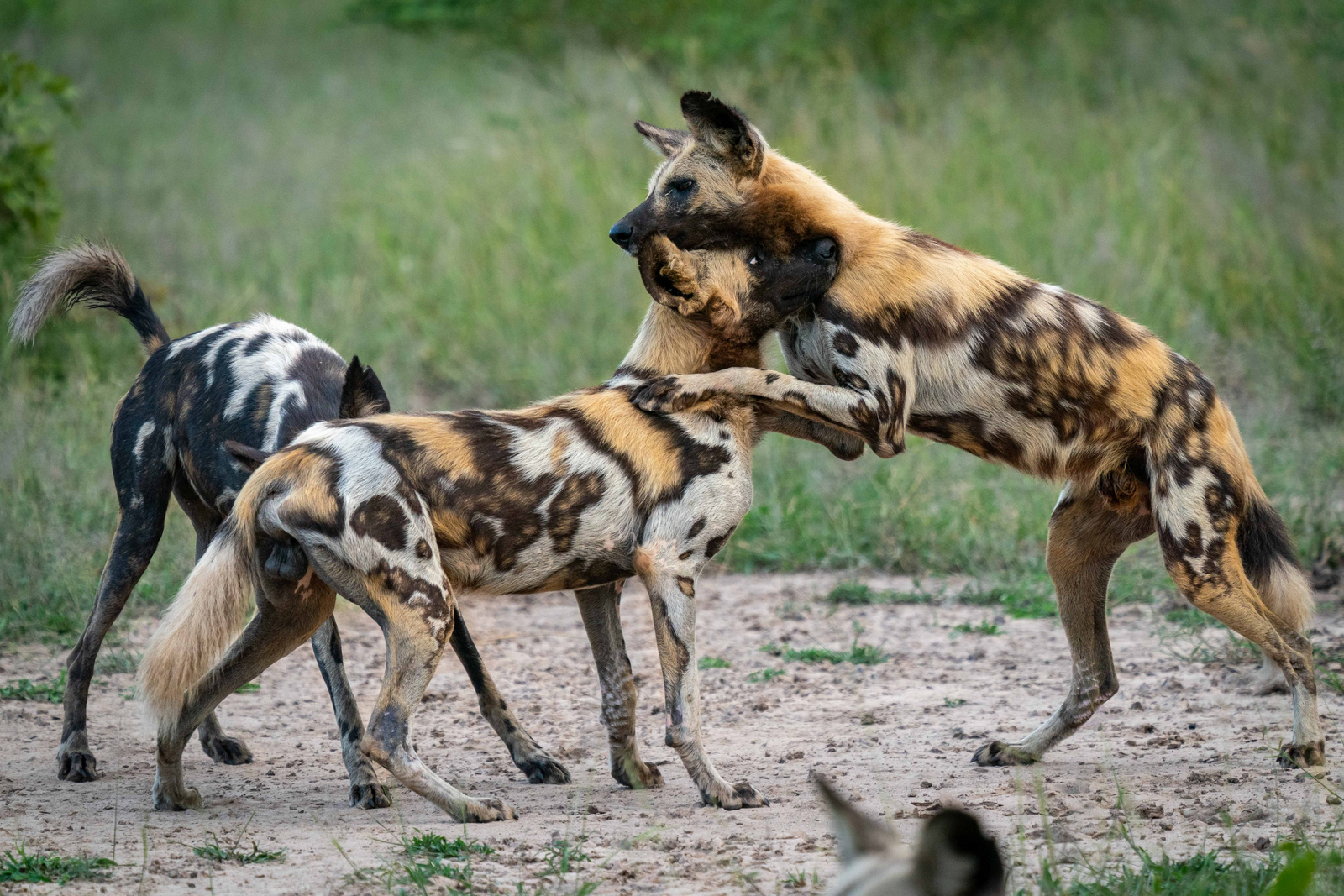 Time + Tide South Luangwa Time + Tide South Luangwa: Wildhunde