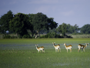 Tubu Tree Camp: Rote Moorantilopen