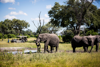 Vumbura Plains Camp: Elefanten beim Game Drive