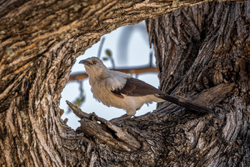 Mokete Camp: White-browed Coucal - Juvenile