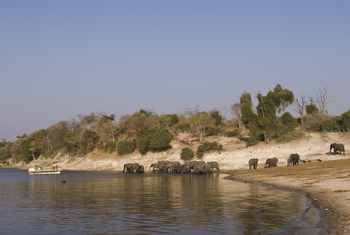 andBeyond Chobe under Canvas: Elefantenherde am Chobe Ufer
