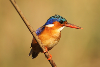 andBeyond Sandibe Okavango Safari Lodge: Malachiteisvogel
