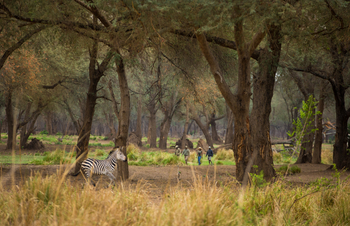Amanzi Camp: Junges Zebra