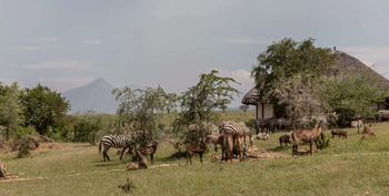Apoka Safari Lodge: Zebras und Wasserböcke an der Lodge