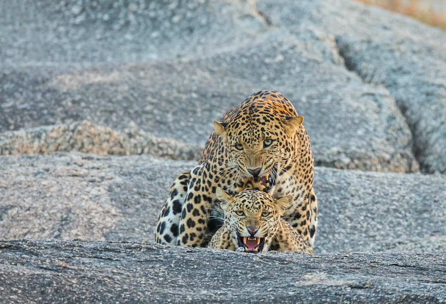Bera Safari Lodge