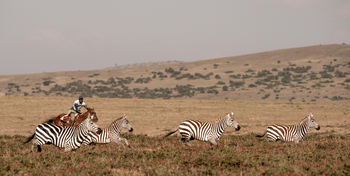 Borana Lodge Borana Lodge: Reiter neben Zebragruppe