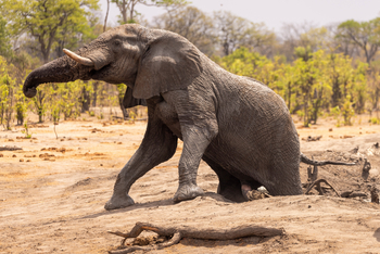 Camp Kuzuma: Elefant am Wasserloch