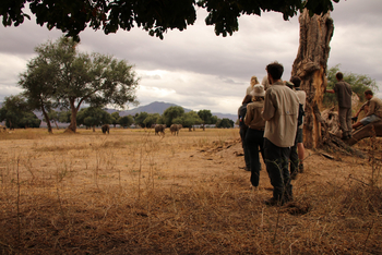 Camp Mana: Gruppe beobachtet Elefanten