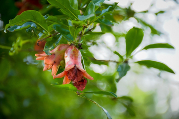 Country-Lodge: Blühende Granatapfelblüte im Tageslicht