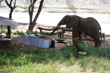 Elephant Bedroom Camp: Elefant am Buffet