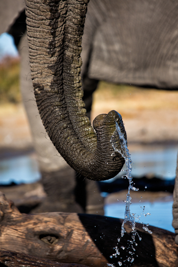 Elephant Pan Camp: Schöpfender Rüssel