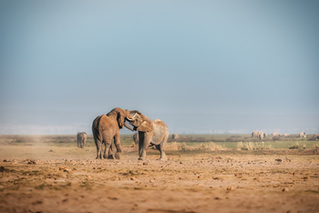 Elewana Tortilis Camp: Elefanten