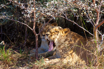 Harnas Guest Farm Harnas Guest Farm: Löwinnen