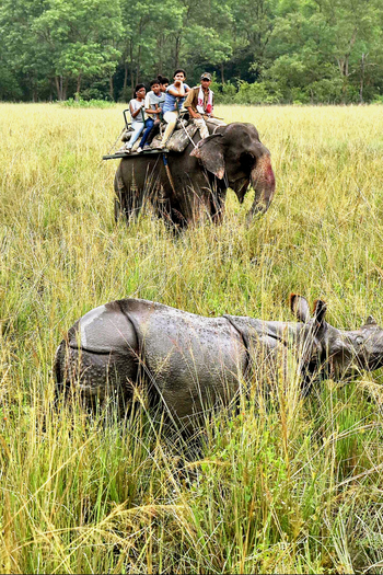 IORA The Retreat: Panzernashorn im hohen Gras