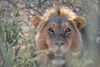 Kalahari Game Lodge Kalahari Game Lodge: Löwe