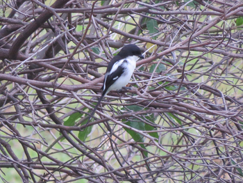 Katara Lodge: Common Fiscal