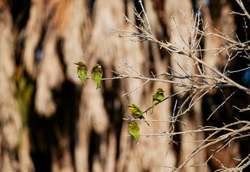 Laba Siwandu Camp: Little Bee-Eaters