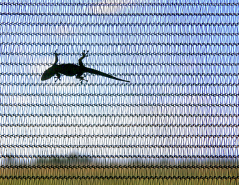 Lagoon Camp Lagoon Camp: Gecko