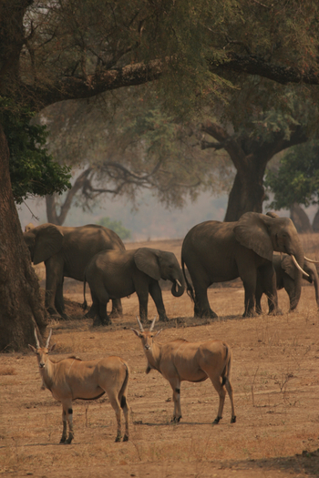 Little Vundu Camp Little Vundu Camp: Eland und Elefanten