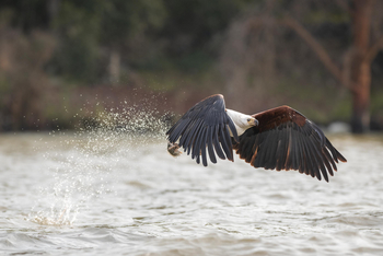 Loldia House: Lake Naivasha