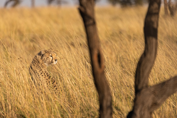 Mahali Mzuri: Gepard im Gras