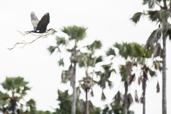 Mvuu Lodge: Kormoran mit Nistmaterial