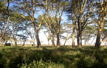 Namiri Plains Camp: Elefant im Fever Tree Forest
