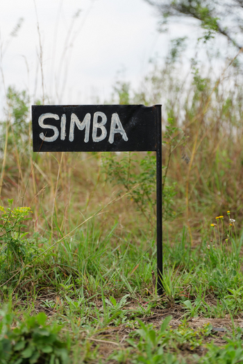 Nasikia Mobile Migration Camp: Simba - Löwe