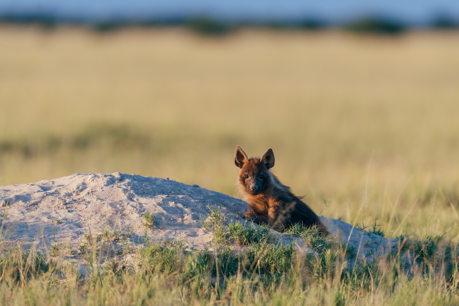Camp Kalahari Camp Kalahari: Braune Hyäne an ihrem Bau