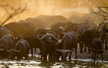 Nehimba Lodge: Büffel am Wasserloch
