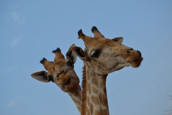 Okutala Lodge: Giraffenköpfe