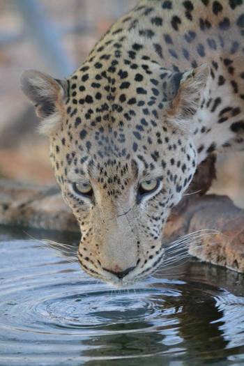 Okutala Lodge: Trinkender Leopard
