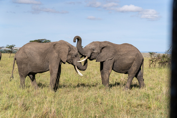 Olare Mara Kempinski: Zwei Elefanten spielen