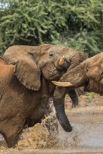 Old Traders Lodge: Elefantenrangelei