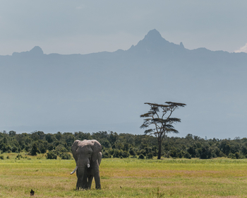 Porini Rhino Camp: Elefant vor dem Mount Kenya