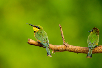 Royal Zambezi Lodge: Little Bee-Eaters